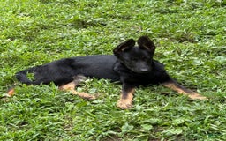 German Shepherd dogs for sale: Princess - Image 10