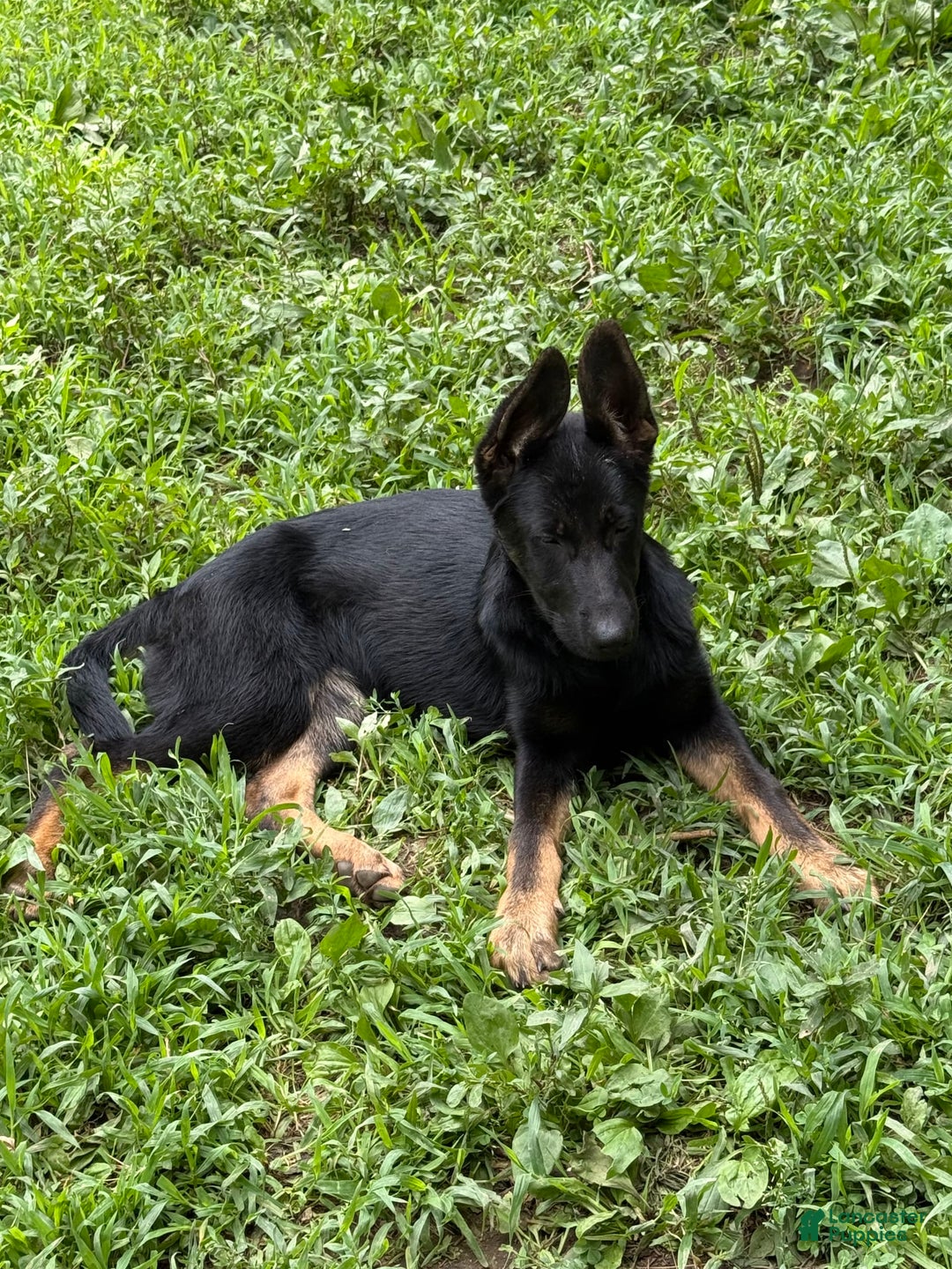 German Shepherd dogs for sale: Princess - Image 10