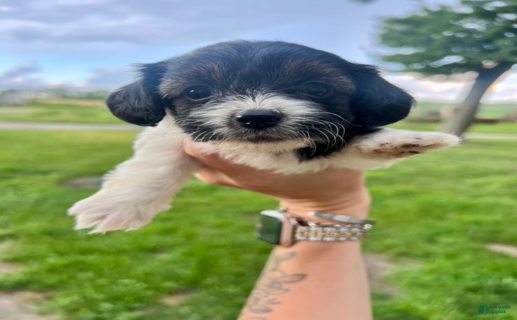 Yorkiepoo dogs - Advert 14