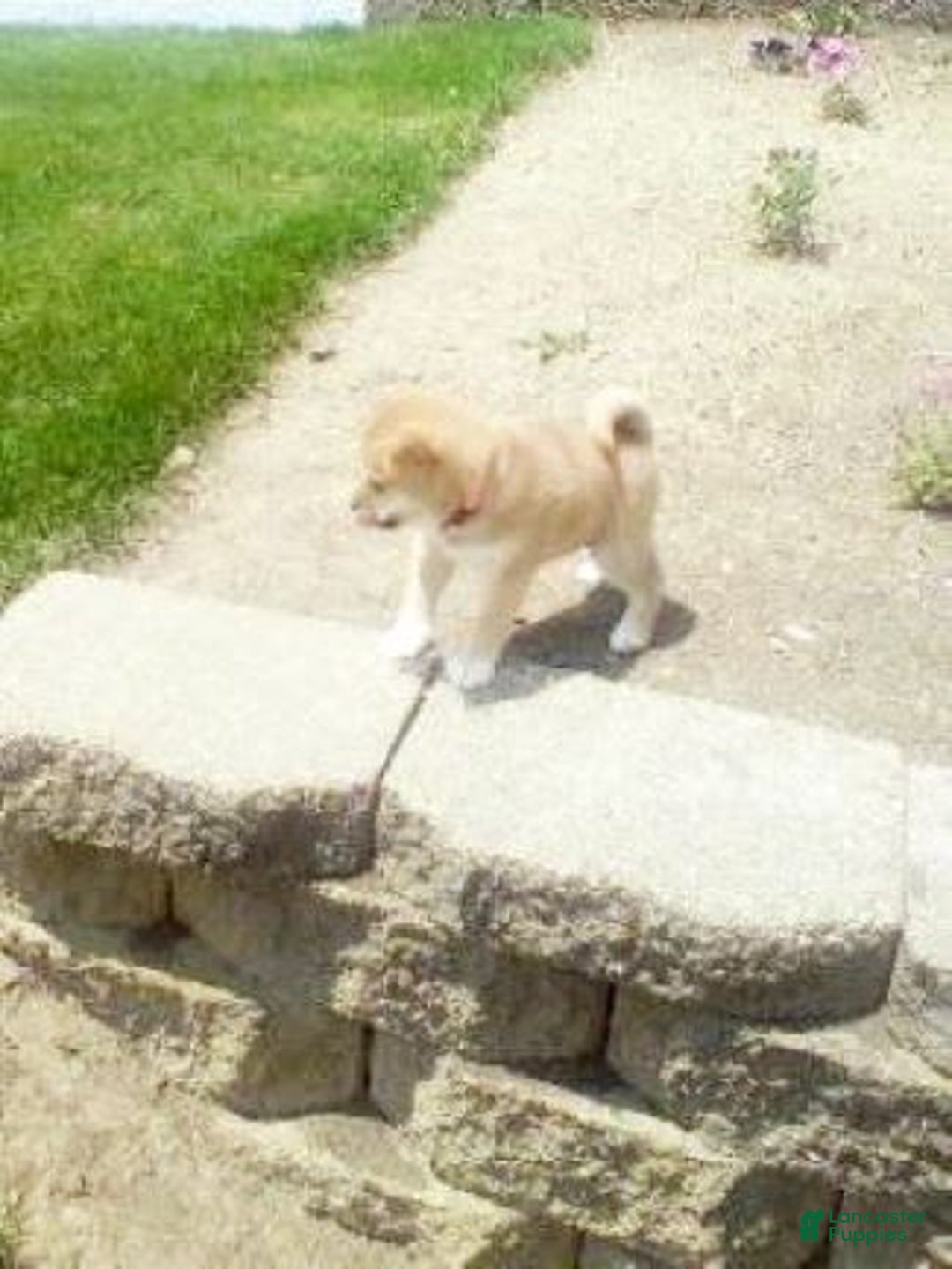 Shiba Inu dogs for sale: Allie - Image 1