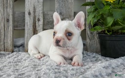 Frenchton dogs for sale: Slater - Image 2