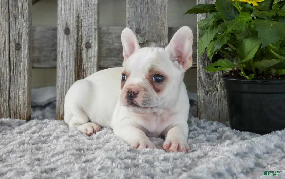 Frenchton dogs for sale: Slater - Image 2