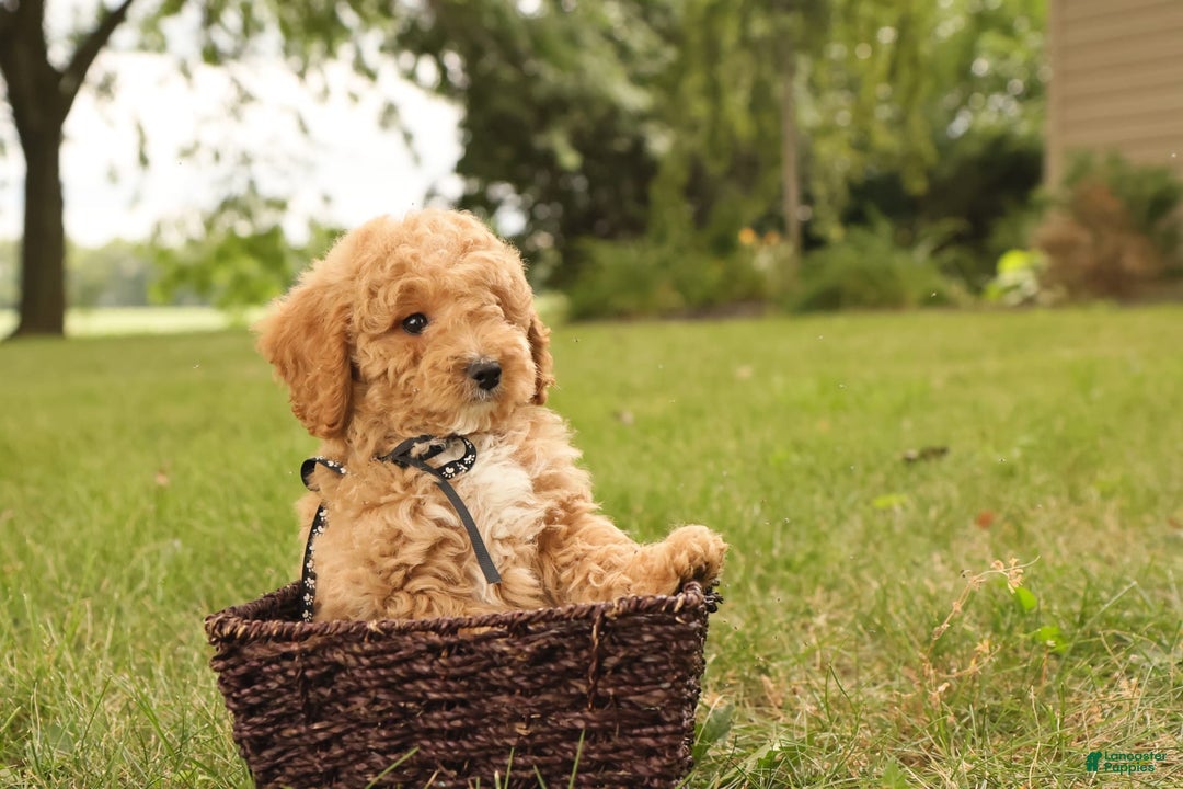 Mini Goldendoodle dogs for sale: Leo - Image 2