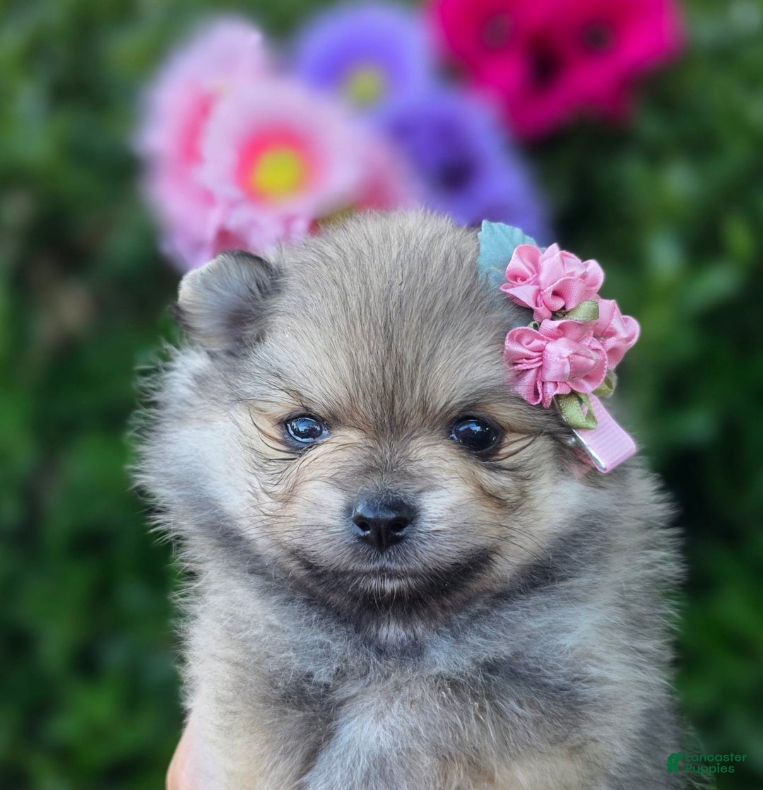 Pomeranian dogs for sale: Arya - Image 3