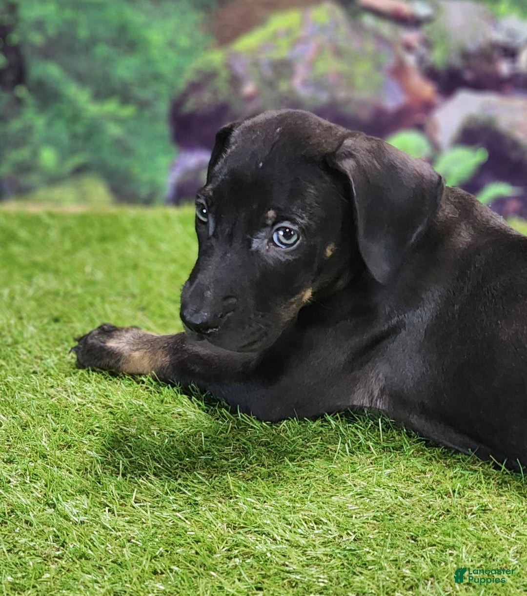 Catahoula Leopard Dog dogs for sale: Jesse 2025 Male 2 - Image 6