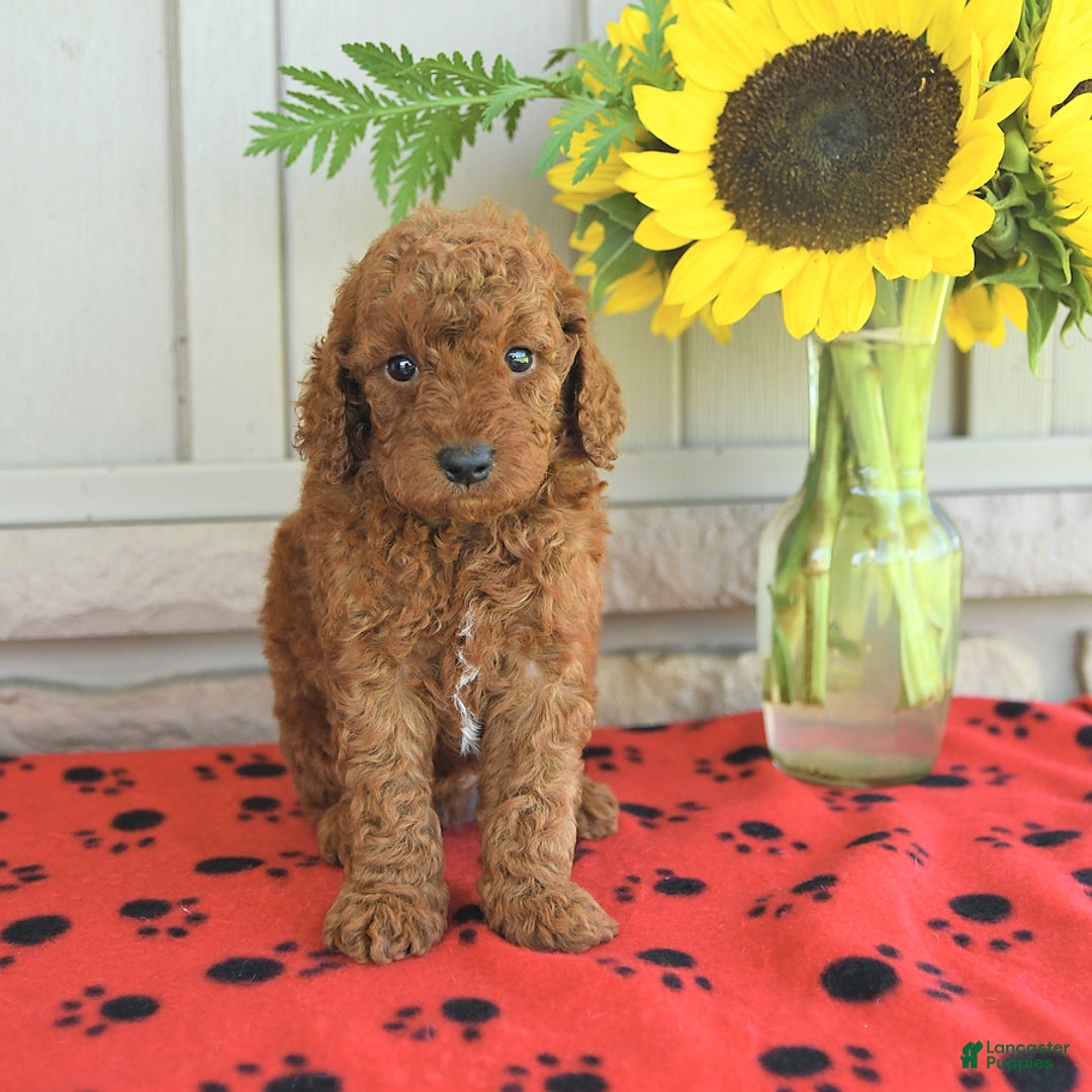 Mini Goldendoodle dogs for sale: Ulysses - Image 3