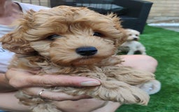 Maltipoo dogs for sale: Lynn - Image 3