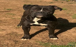 American Bulldog dogs for sale: Mamba - Image 1