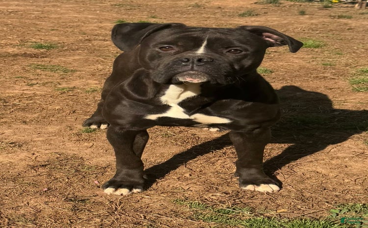 American Bulldog dogs for sale - Ad 3