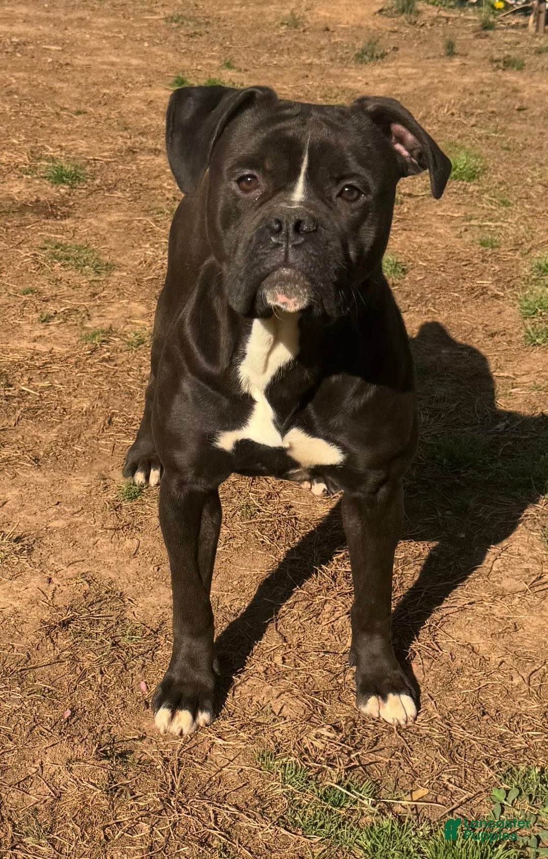American Bulldog dogs for sale: Mamba - Image 1