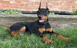 Doberman Pinscher dogs for sale: Solara - Image 2