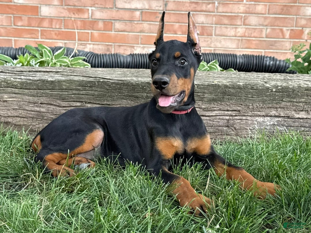 Doberman Pinscher dogs for sale: Solara - Image 2