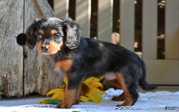 Cavapoo dogs for sale: Rex - Image 4