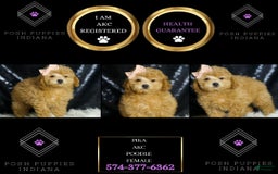 Miniature Poodle dogs for sale: Pika - Image 1