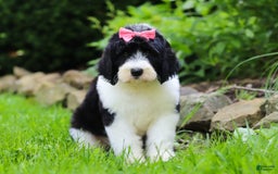Sheepadoodle dogs for sale: Cora - Image 4
