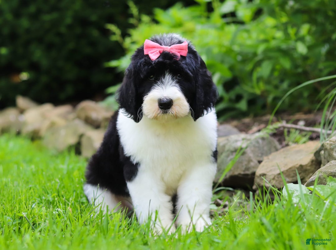 Sheepadoodle dogs for sale: Cora - Image 4