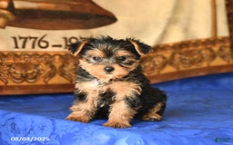 Yorkshire Terrier dogs for sale: Paris - Image 2