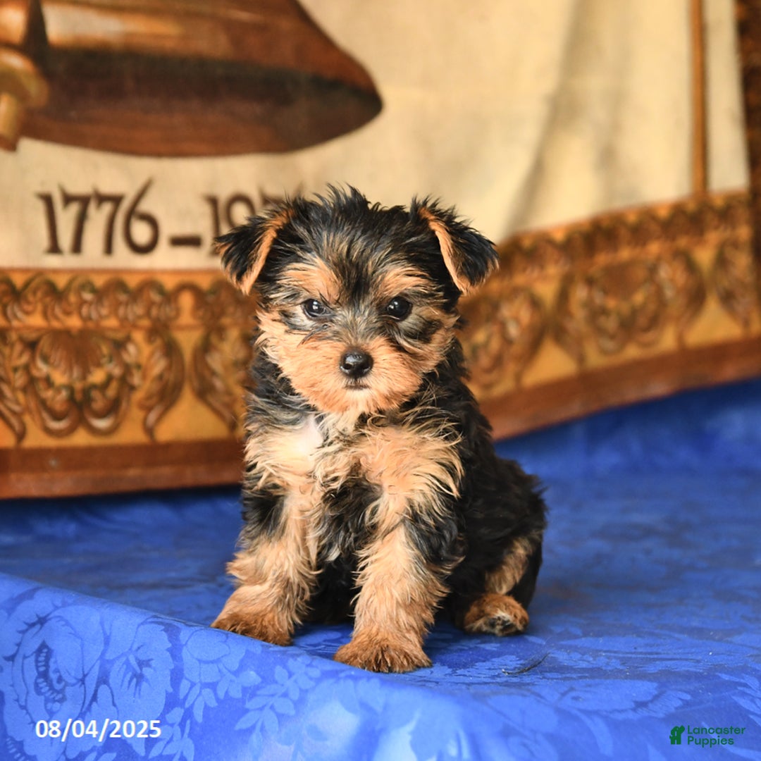 Yorkshire Terrier dogs for sale: Paris - Image 2