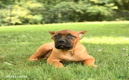 Cane Corso dogs for sale: Tova - Image 3
