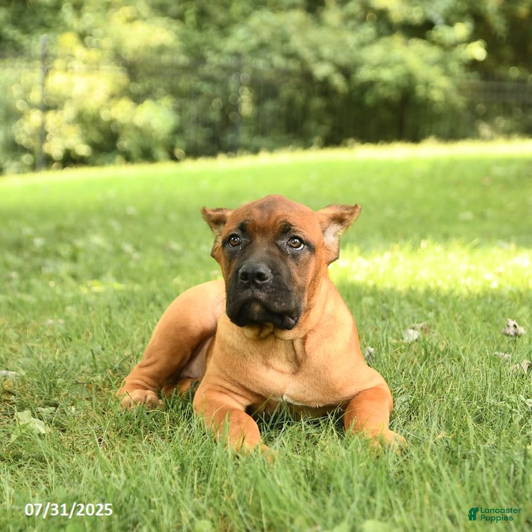 Cane Corso dogs for sale: Tova - Image 3