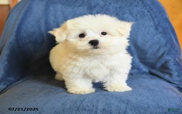 Maltese dogs for sale: Chad - Image 3