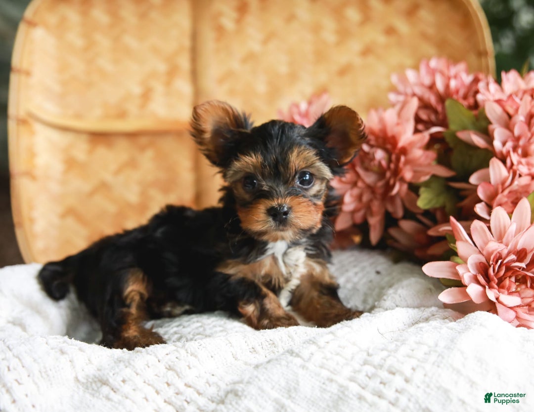 Yorkshire Terrier dogs for sale: Champ Teacup - Image 6