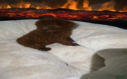 Toy Poodle dogs for sale: Milo - Image 5