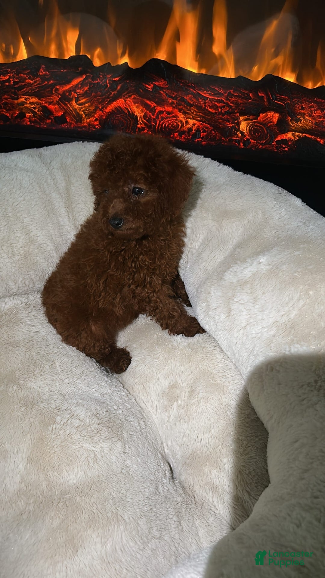 Toy Poodle dogs for sale: Milo - Image 5