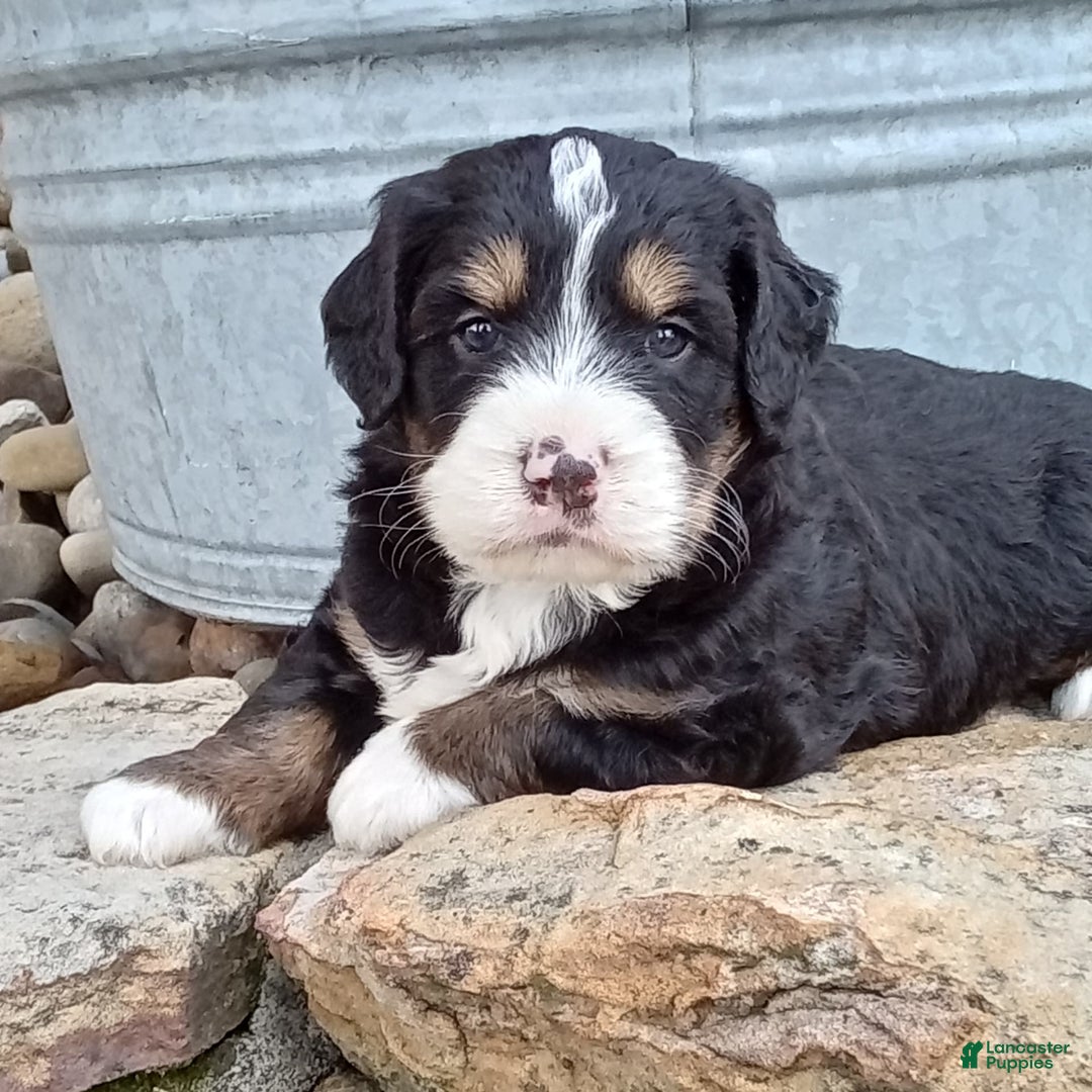 Mini Bernedoodle dogs for sale: Shiloh - Image 21
