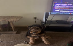 Airedale Terrier dogs for sale: Sunny - Image 1