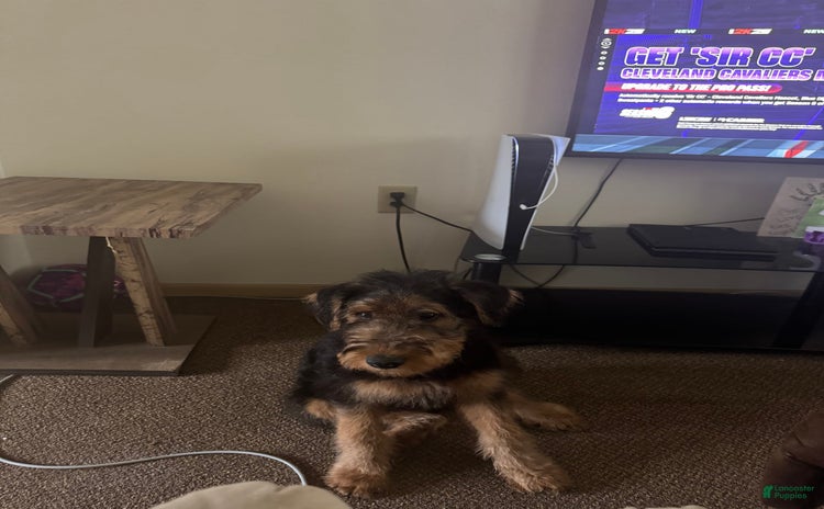 Airedale Terrier dogs for sale - Ad 1