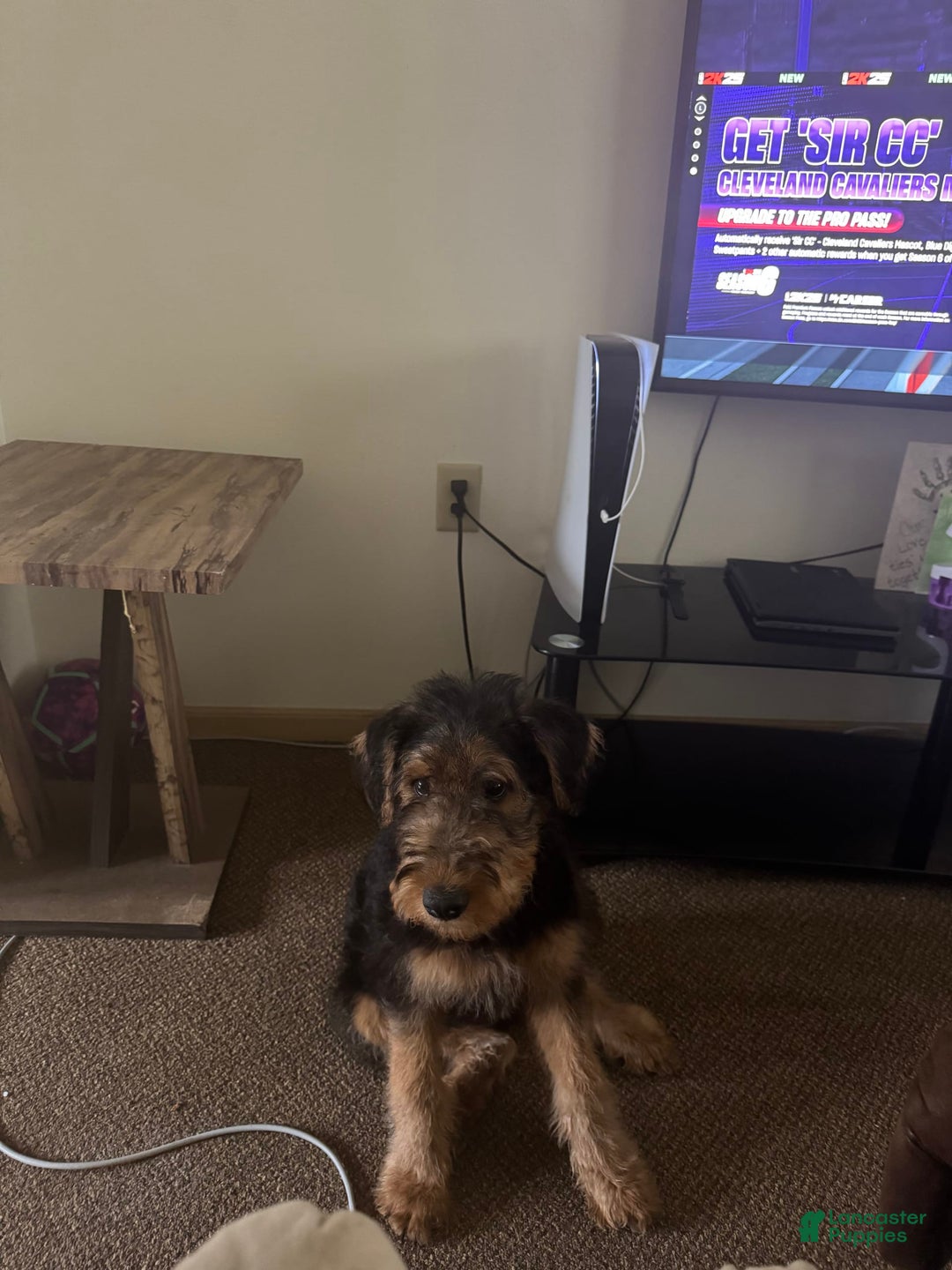Airedale Terrier dogs for sale: Sunny - Image 1