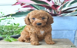 Mini Goldendoodle dogs for sale: Violet - Image 2