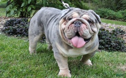 English Bulldog dogs for stud: Dart - Image 5