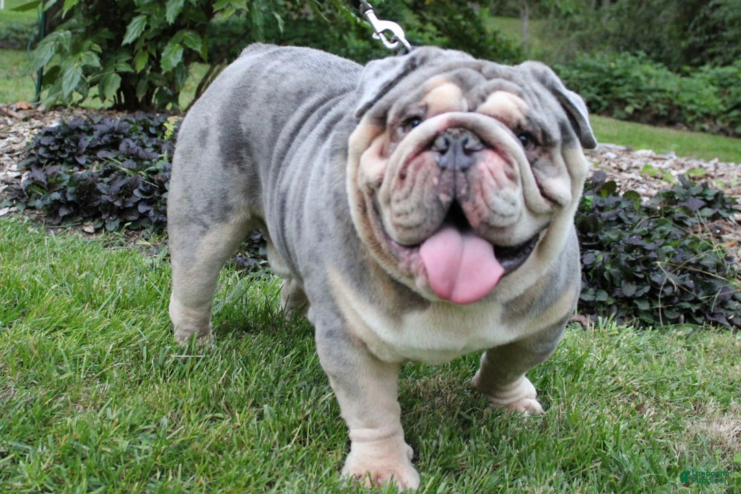 English Bulldog dogs for stud: Dart - Image 5