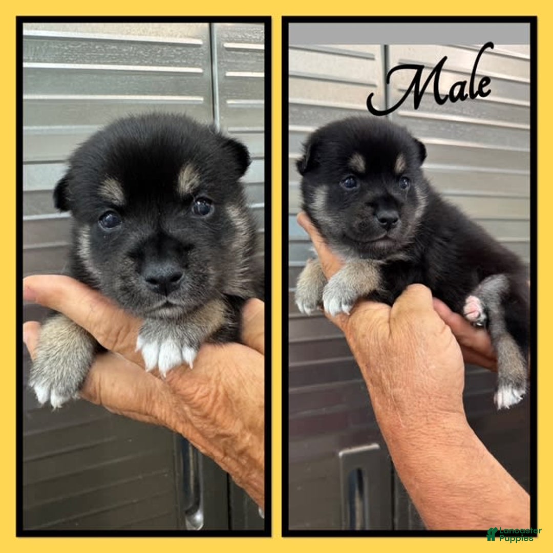 Alaskan Klee Kai dogs for sale: Archer - Image 1