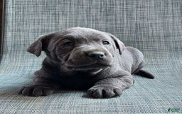 Labrador Retriever dogs for sale: Ken - Image 3