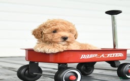 Maltipoo dogs for sale: Rosie - Image 2