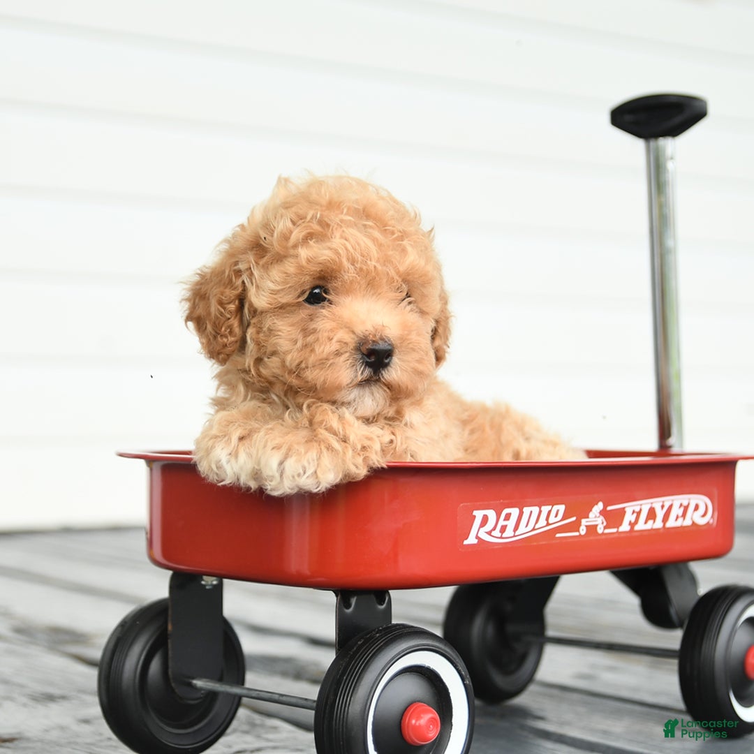 Maltipoo dogs for sale: Rosie - Image 2