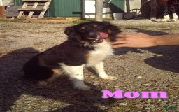 Miniature Australian Shepherd dogs for sale: Buddy - Image 7