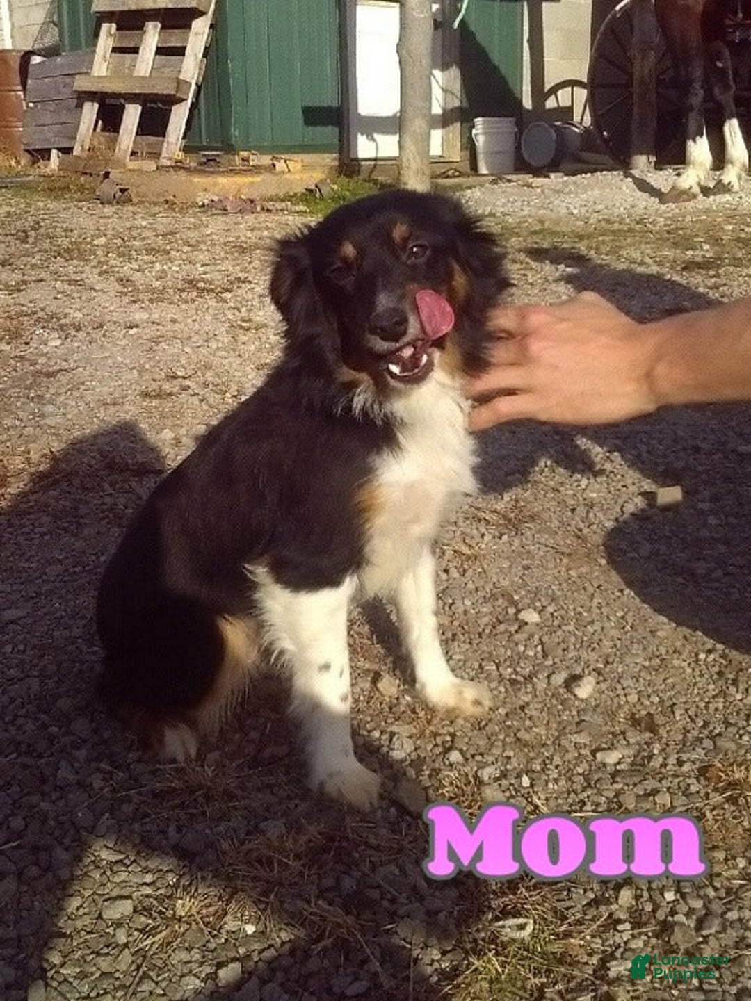 Miniature Australian Shepherd dogs for sale: Buddy - Image 7