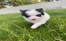 Pomsky dogs for sale: Nitro - Image 13