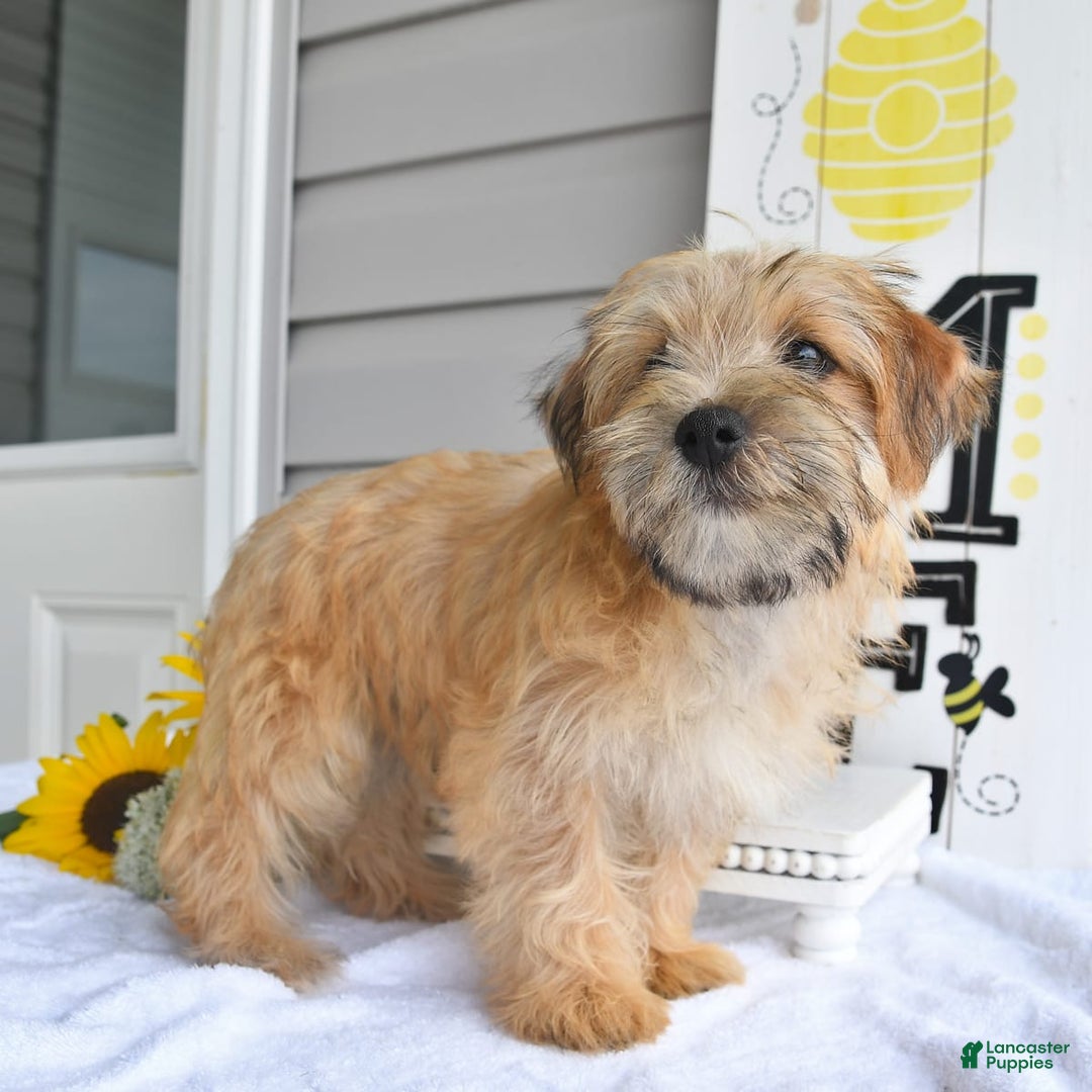 Morkie dogs for sale: Rover - Image 8