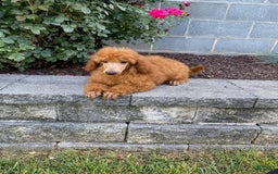 Mini Goldendoodle dogs for sale: Bo - Image 2