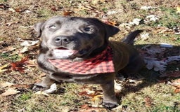Labrador Retriever dogs for sale: Darryl Philbin - Image 7