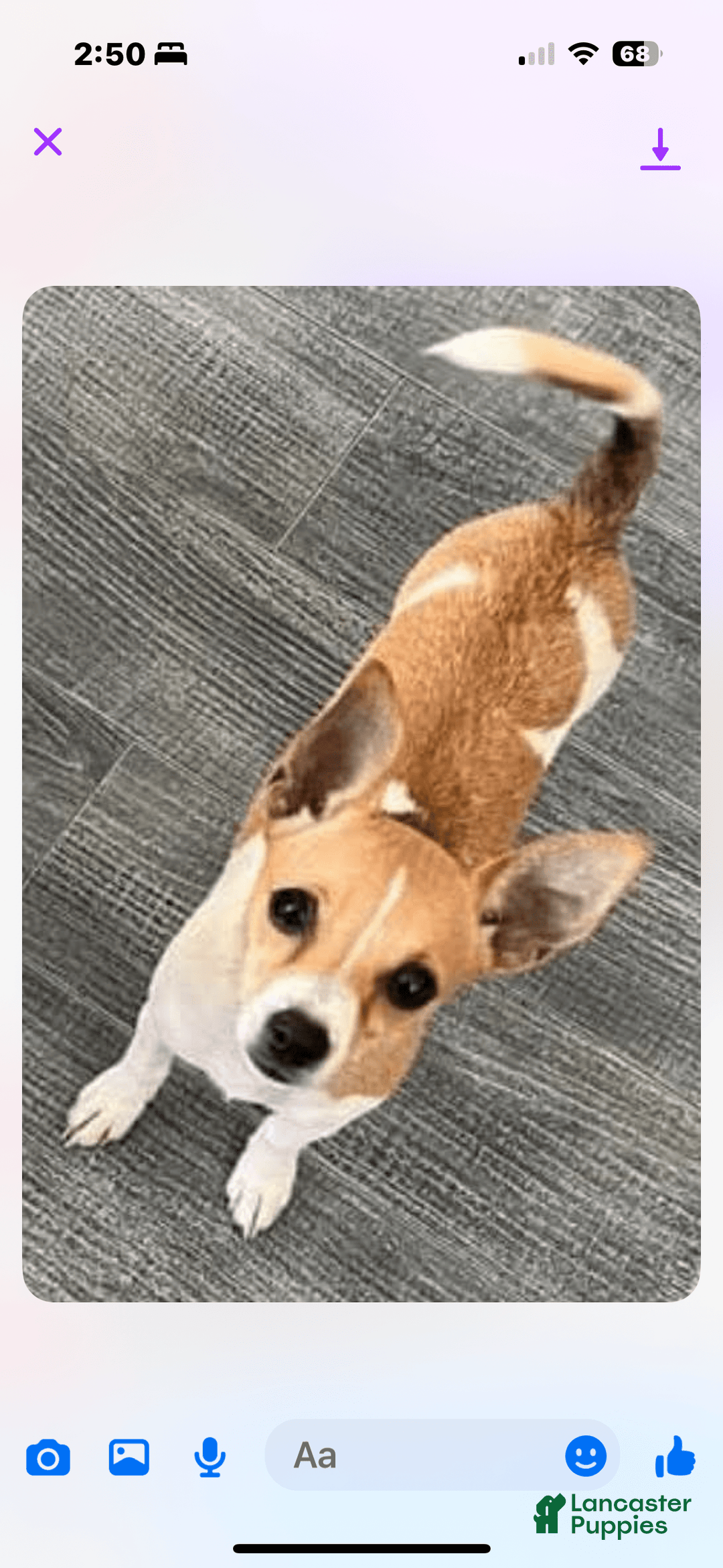 Jack Russell Terrier dogs for stud: Bandit - Image 6