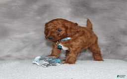 Mini Goldendoodle dogs for sale: Clint - Image 5