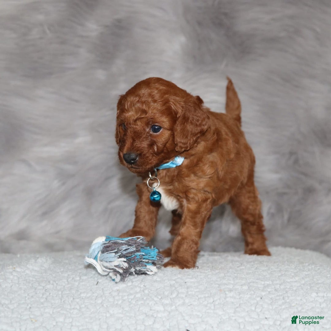 Mini Goldendoodle dogs for sale: Clint - Image 5