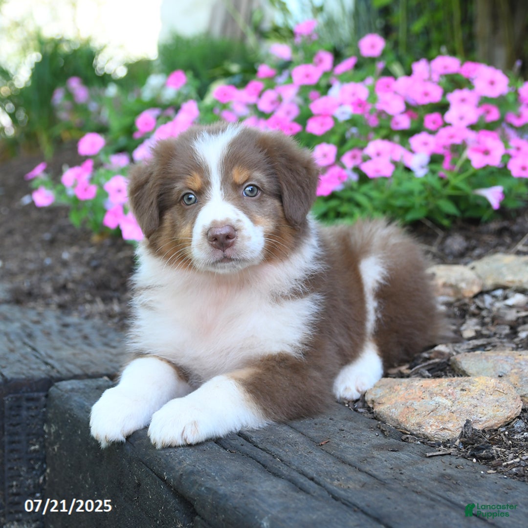 Australian Shepherd dogs for sale: Bubbles - Image 3