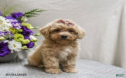 Maltipoo dogs for sale: Sunrise - Image 1
